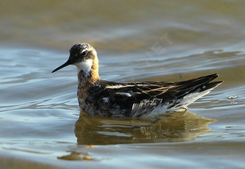 Phalarope à bec étroit