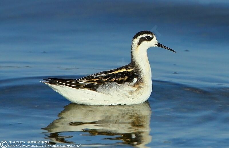 Phalarope à bec étroit1ère année