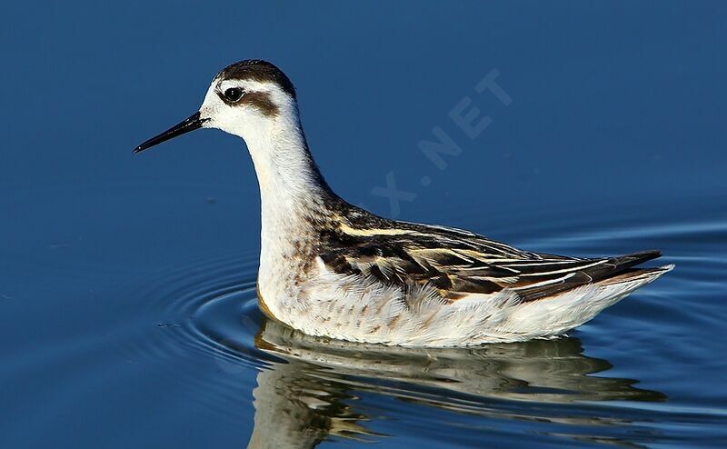 Phalarope à bec étroit1ère année