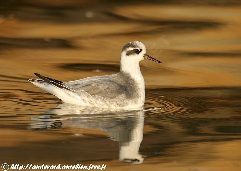 Phalarope à bec largeadulte internuptial, identification