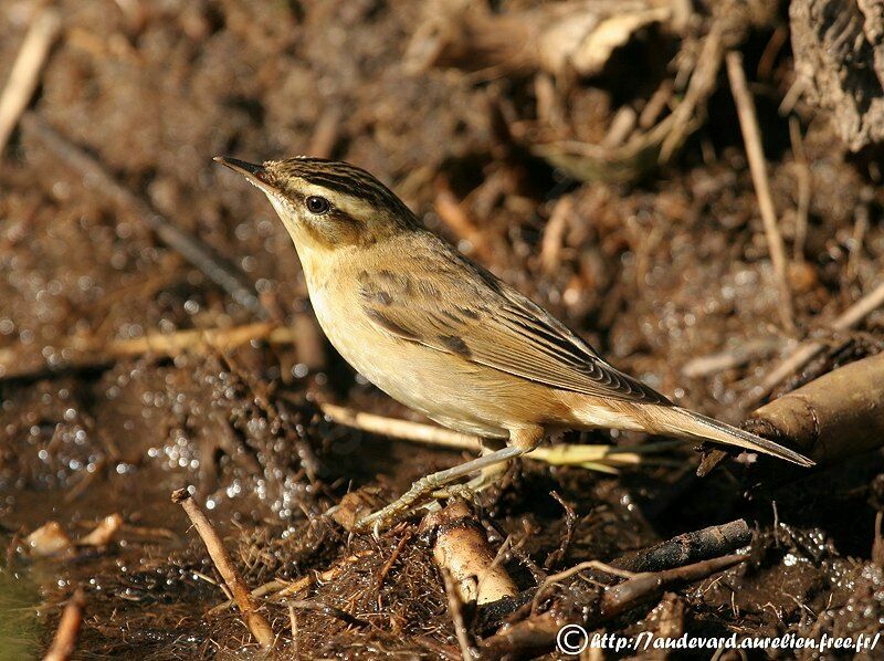 Sedge Warbler