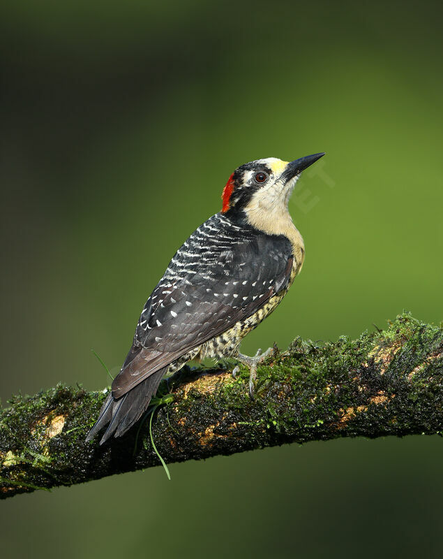 Black-cheeked Woodpecker