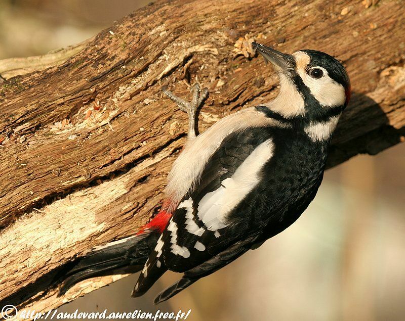 Great Spotted Woodpecker