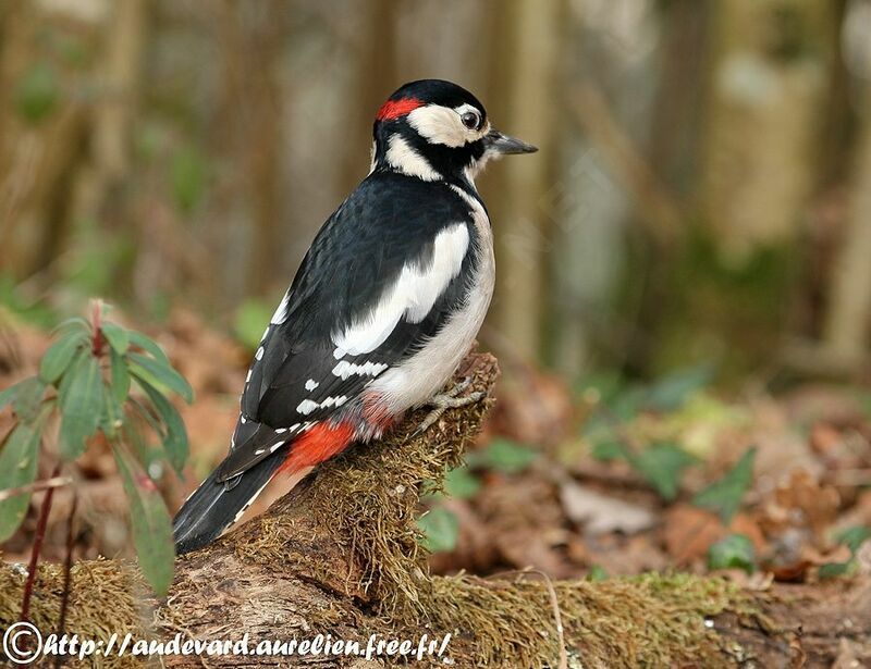 Great Spotted Woodpecker