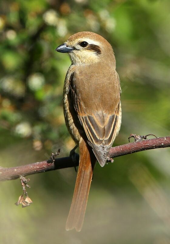 Brown Shrikeadult breeding, identification