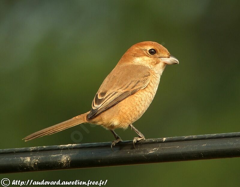 Bull-headed Shrike