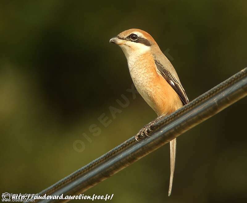 Bull-headed Shrike, identification