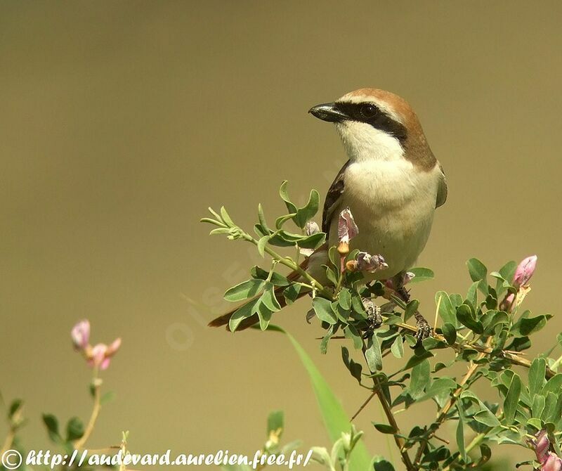 Red-tailed Shrike