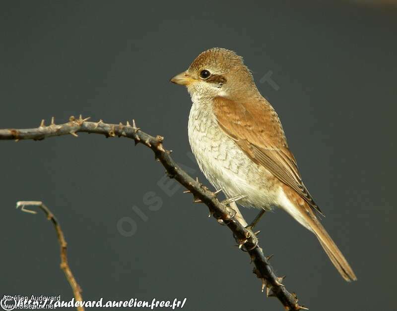 Red-backed Shrikejuvenile, identification