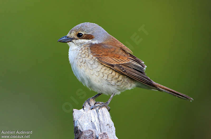 Pie-grièche écorcheur femelle adulte nuptial, identification