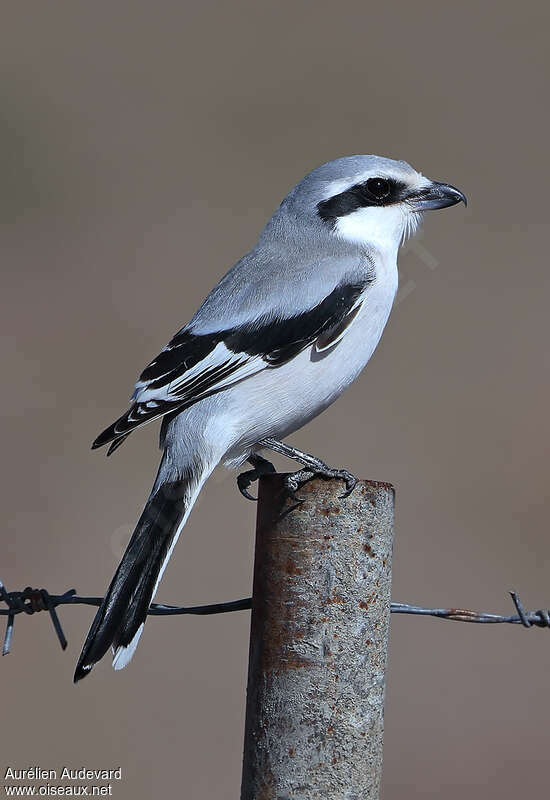 Giant Grey Shrike