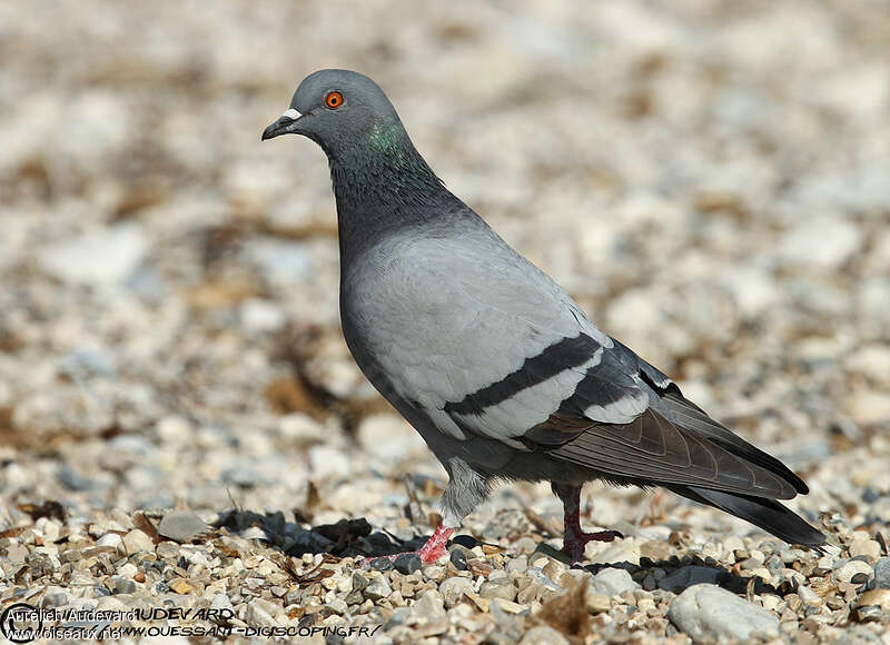 Rock Doveadult, identification