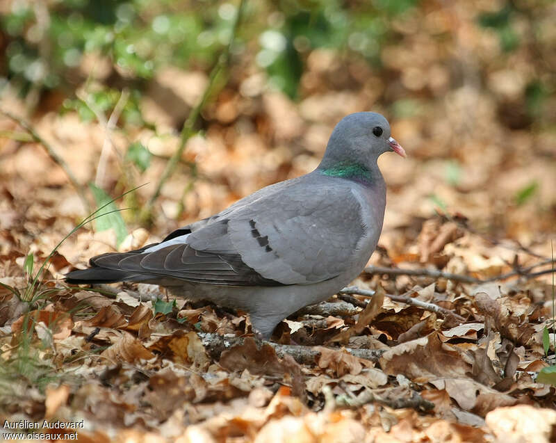 Pigeon colombinadulte, identification