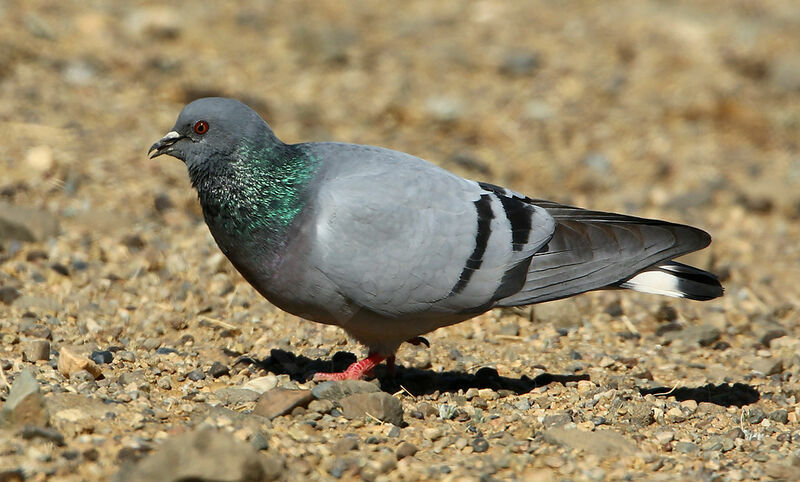 Pigeon des rochersadulte nuptial