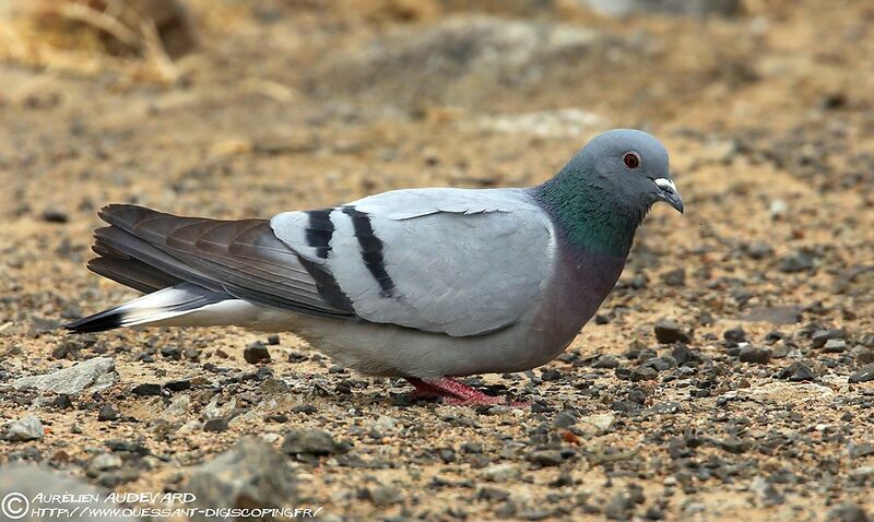 Pigeon des rochersadulte