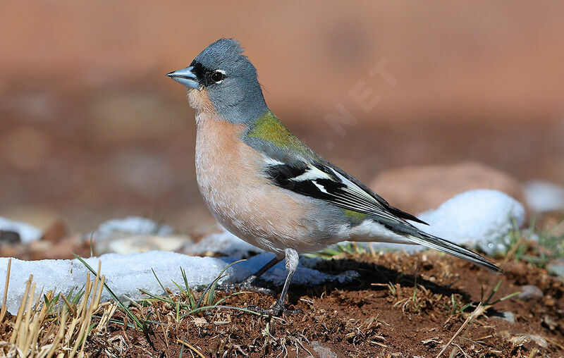 Pinson des arbres mâle adulte nuptial, identification