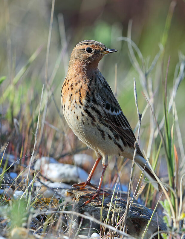 Pipit à gorge rousseadulte nuptial, identification