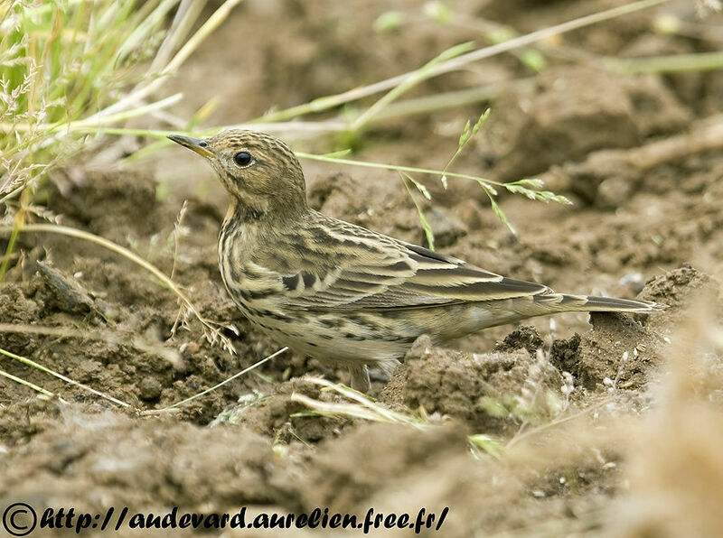 Red-throated Pipit