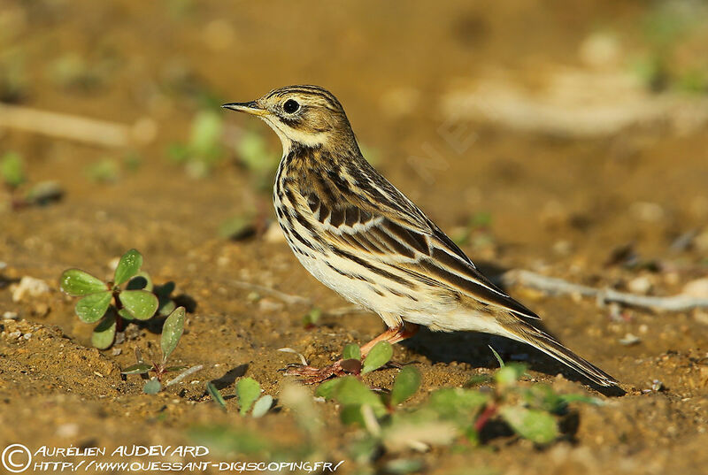 Pipit à gorge rousse, identification