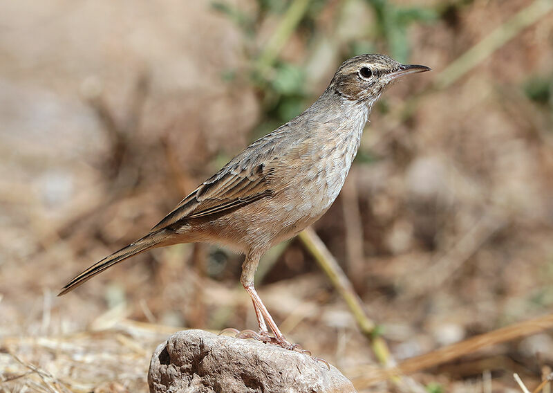 Long-billed Pipit