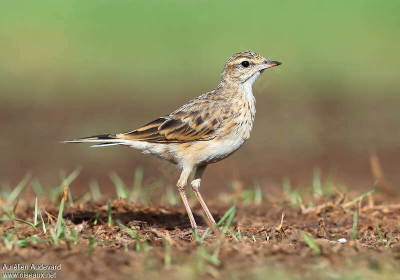 Australian Pipitadult, identification