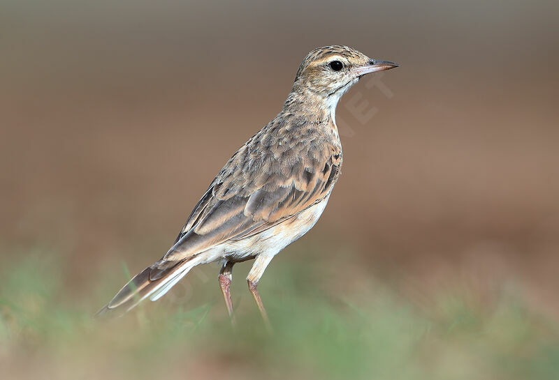 Australian Pipit, identification