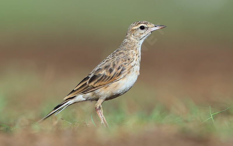 Australian Pipit, identification