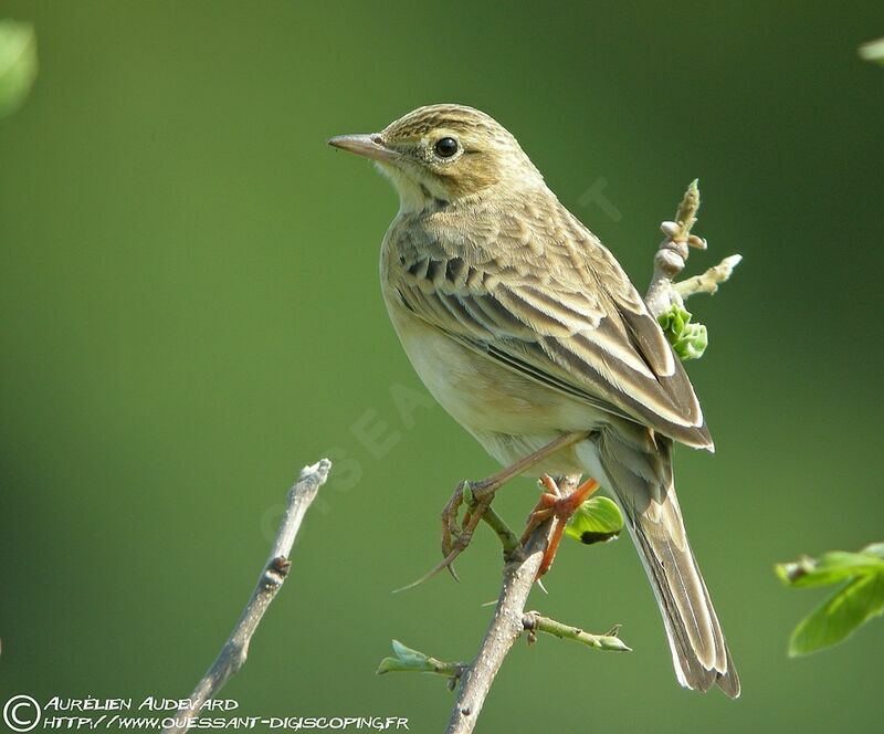 Richard's Pipit