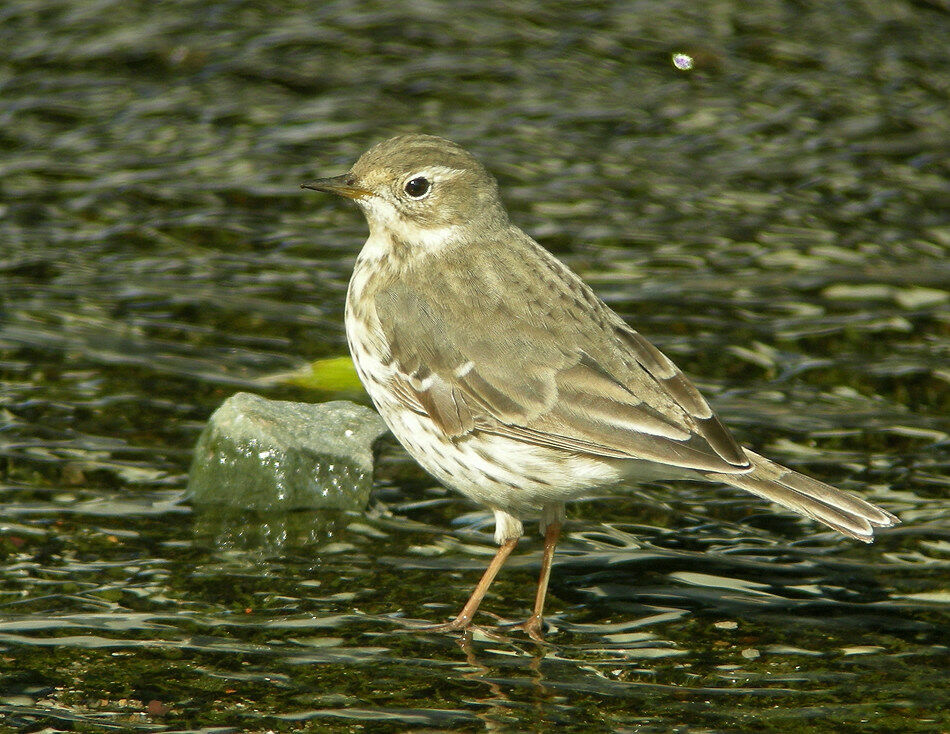 Pipit de Sibérie