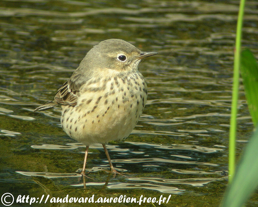 Pipit de Sibérie