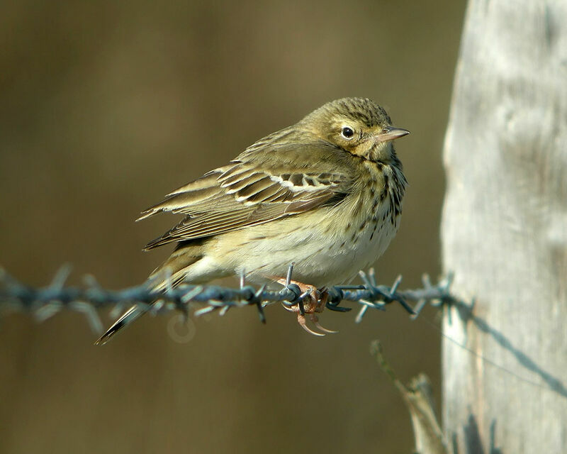 Pipit des arbres mâle adulte nuptial, identification