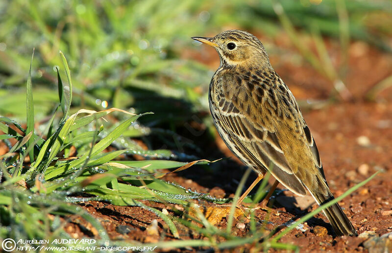 Pipit farlouse