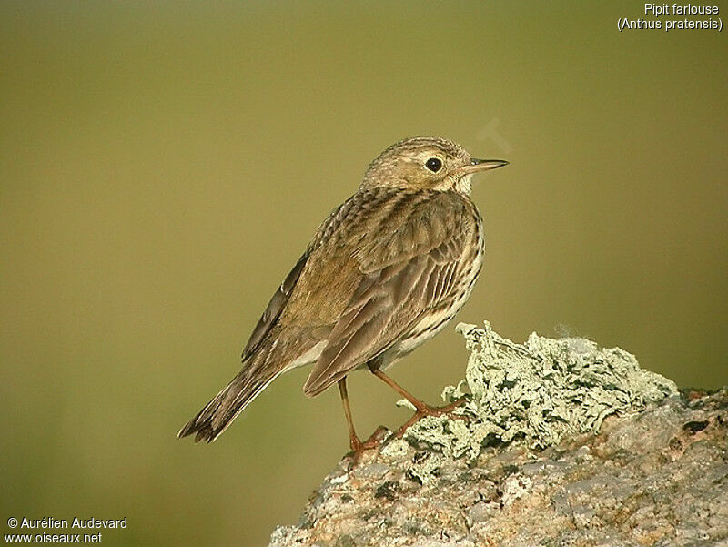 Pipit farlouse