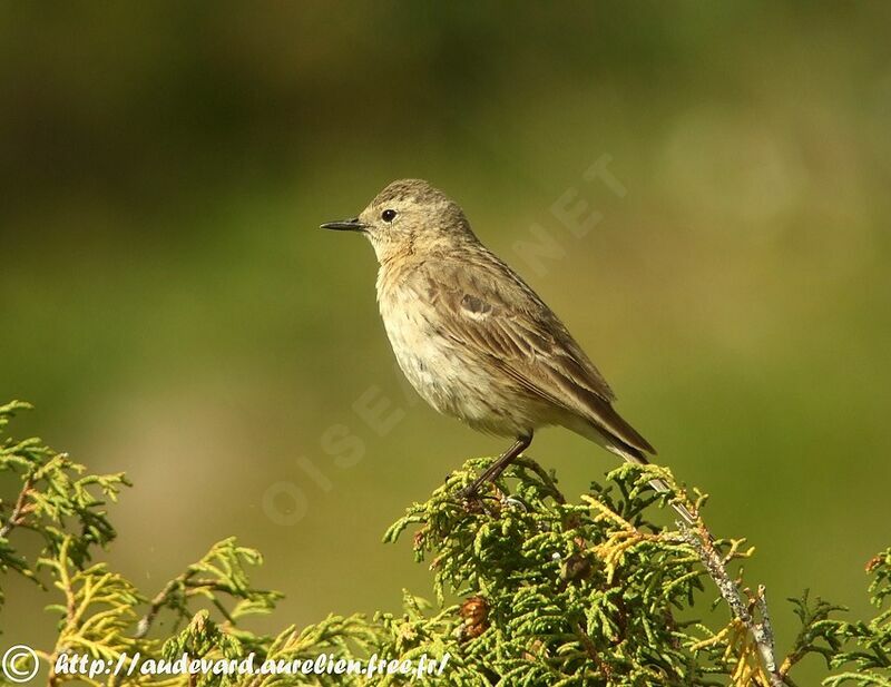 Water Pipit