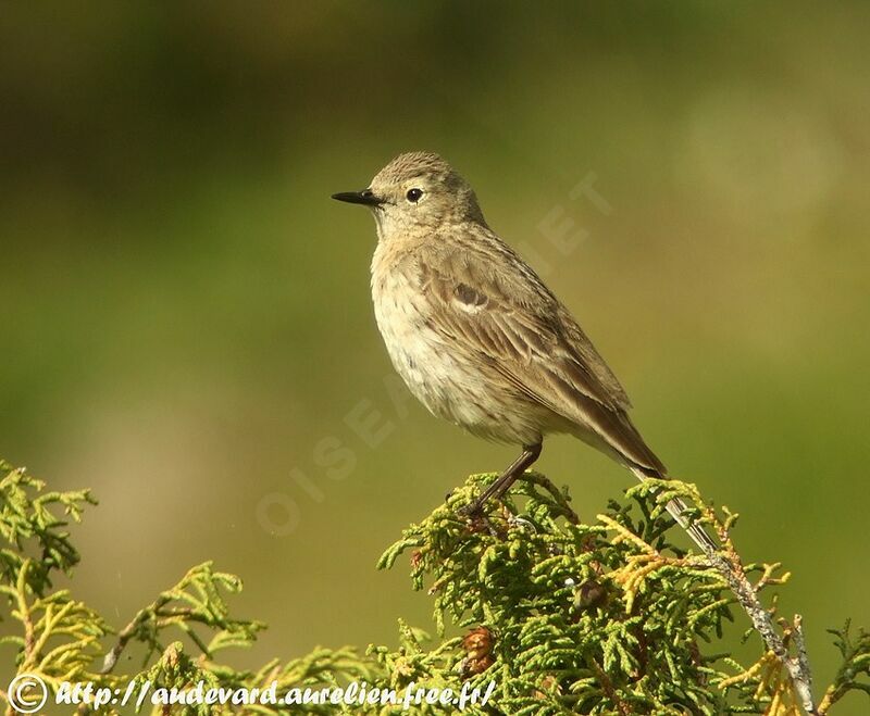 Pipit spioncelleadulte nuptial