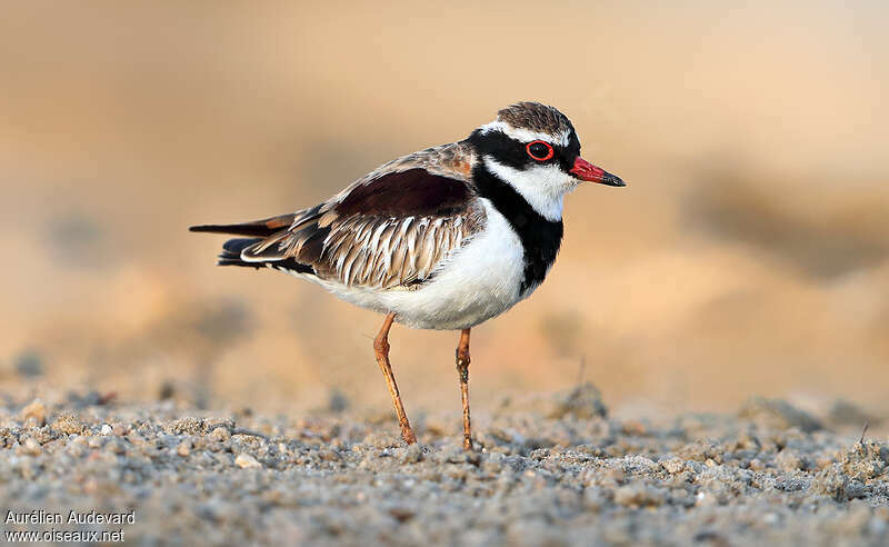 Black-fronted Dottereladult breeding, identification