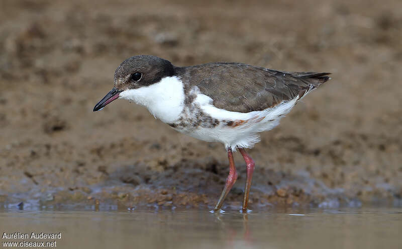 Pluvier ceinturéjuvénile, identification