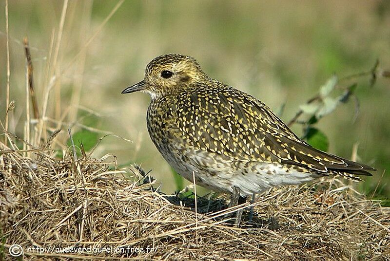 European Golden Plover