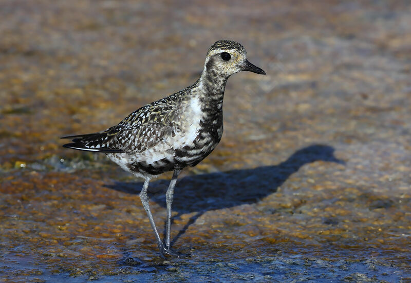 Pacific Golden Plover