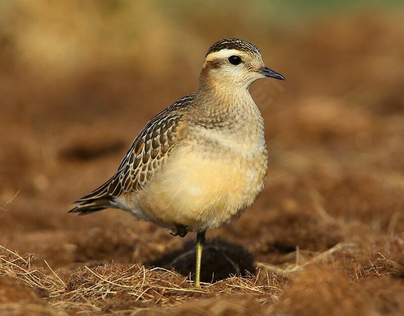 Eurasian Dotterel