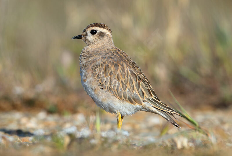 Eurasian Dotterel, identification