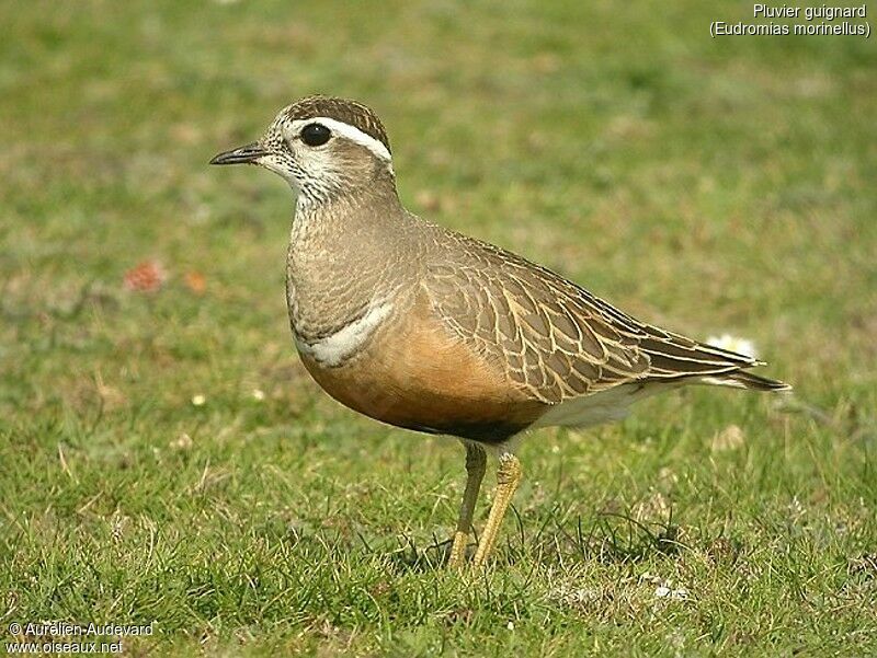 Eurasian Dotterel