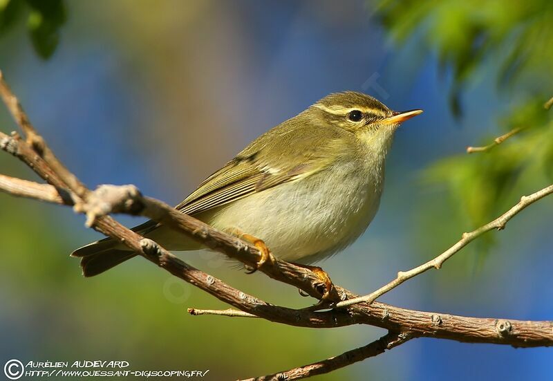 Arctic Warbler