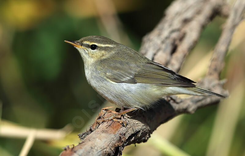 Arctic Warbler