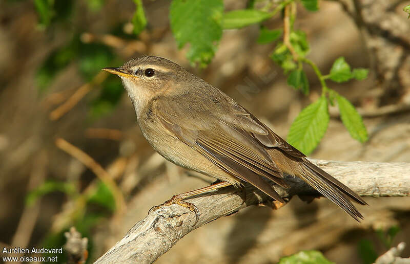 Dusky Warbleradult breeding, pigmentation