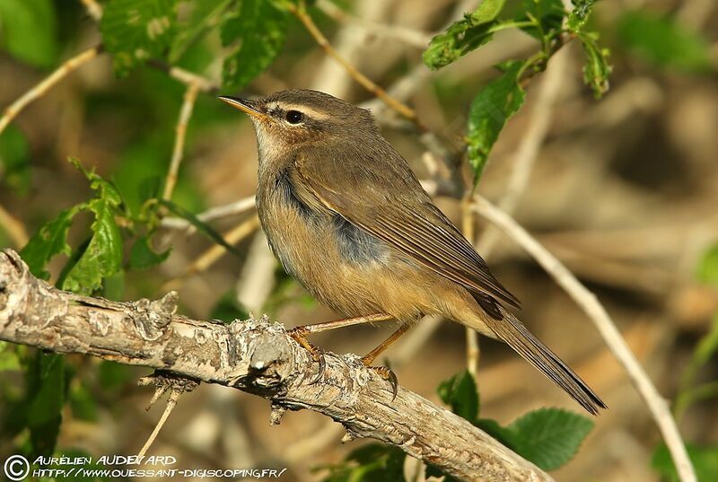 Dusky Warbler