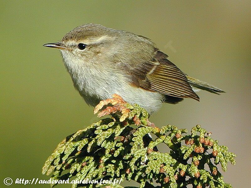 Hume's Leaf Warbler male adult breeding, close-up portrait