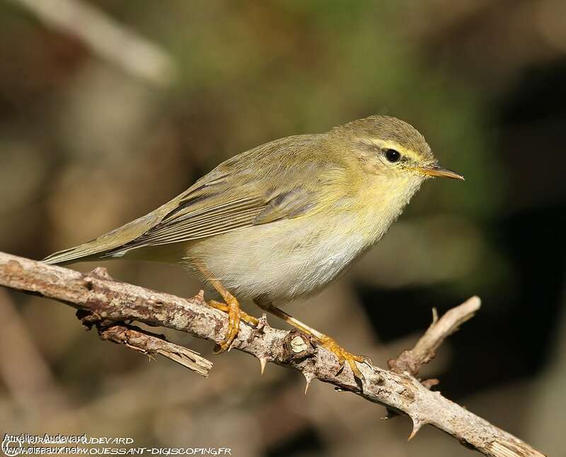 Pouillot fitisadulte, identification