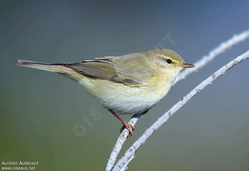 Pouillot fitisadulte, identification