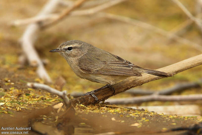 Plain Leaf Warbler, identification